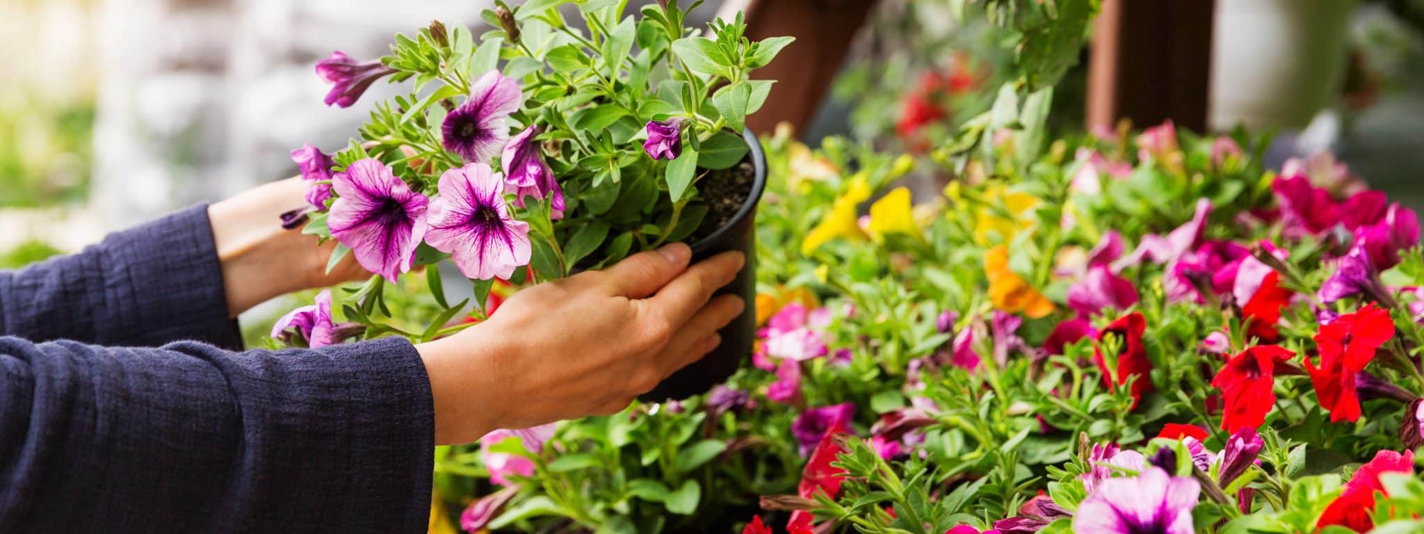 Plant Sale Online Slider Plant Sale Online Slider